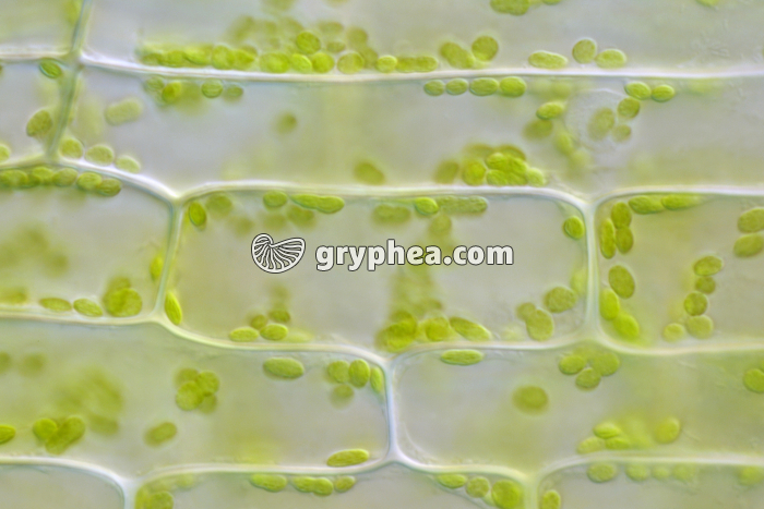 Cellules de feuille d'Elodée - chloroplastes x100 - gryphea.com